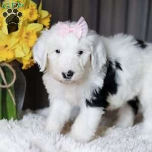 LuLu, Sheepadoodle Puppy